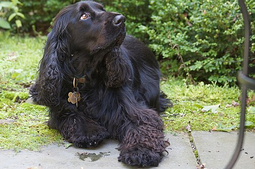 Field Spaniel – Black Field Spaniel