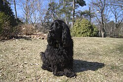 Field Spaniel – Field Spaniel