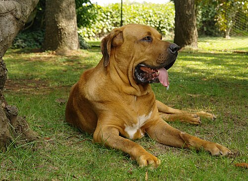 Fila Brasileiro – DYLAN Fila Brasileiro dog 7974499964