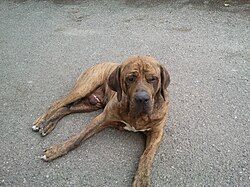 Fila Brasileiro – Arcos, Fila brasileiro (7ans)