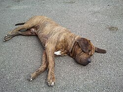 Fila Brasileiro – Arcos, Fila brasileiro faisant la sieste