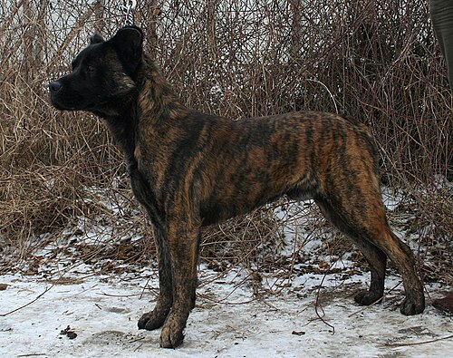 Bovaro di São Miguel – Rzeszów Cão Fila de São Miguel 2pl