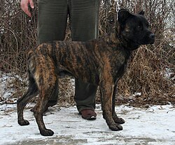 Bovaro di São Miguel – Rzeszów Cão Fila de São Miguel pl
