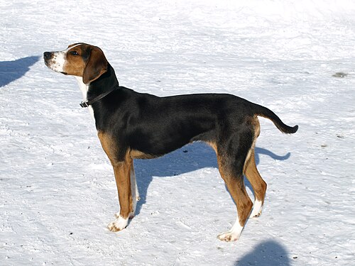 Finnenbracke – Finnish Hound