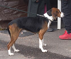 Finnenbracke – Finnishhoundsuomenajo5