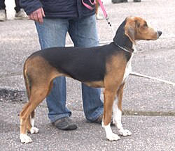 Finnenbracke – Finnishhoundsuomenajo1