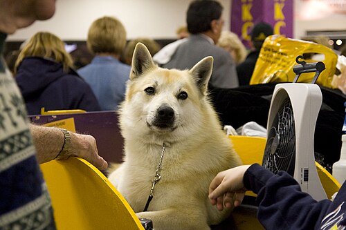 Finnenspitz – A Finnish Spitz
