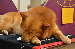 Finnenspitz – Finnish Spitz GCH Dv9k9's Red Hot Star aka Rocket 2 (16576435166)