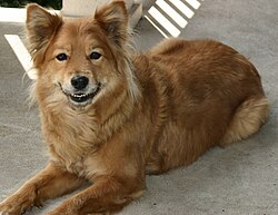 Finnenspitz – Finnish Spitz2
