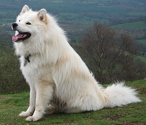 Finnischer Lapphund – Finnish Lapphund Oskar
