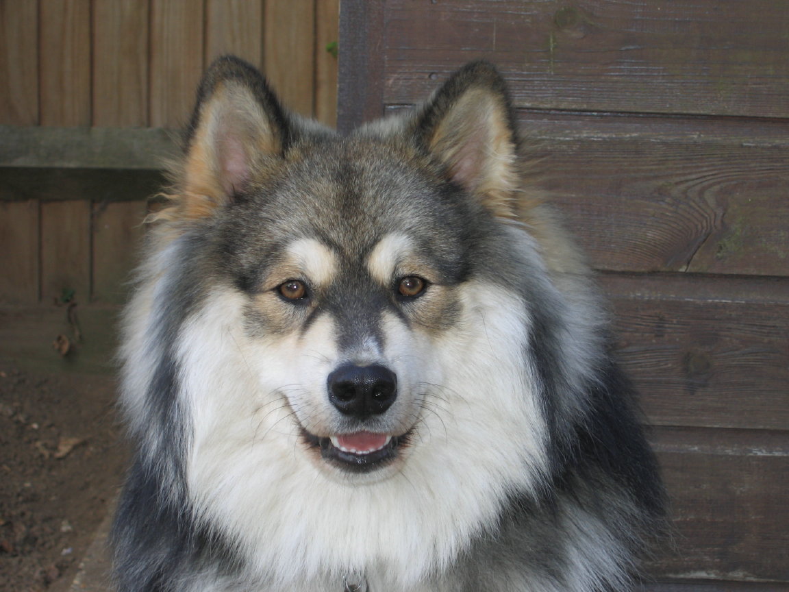 Finnischer Lapphund – Finnish lapphund Elbereth Norppa 1