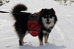 Finnischer Lapphund – Suomenlapinkoirauros Lenni Kalle 01 IMG 6241