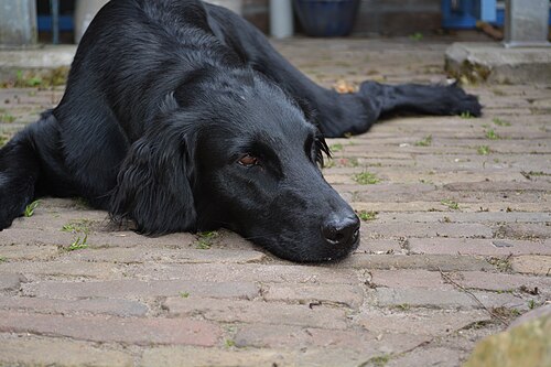 Retriever à poil plat – Flatcoated Retriever lying outdoors