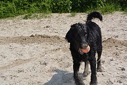 Retriever à poil plat – Flatcoated Retriever with ball on beach