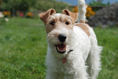 Foxterrier Drahthaar – Wire fox terrier portrait 03