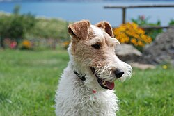 Foxterrier Drahthaar – Wire fox terrier portrait 01