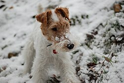 Foxterrier Drahthaar – Wire fox terrier portrait 02