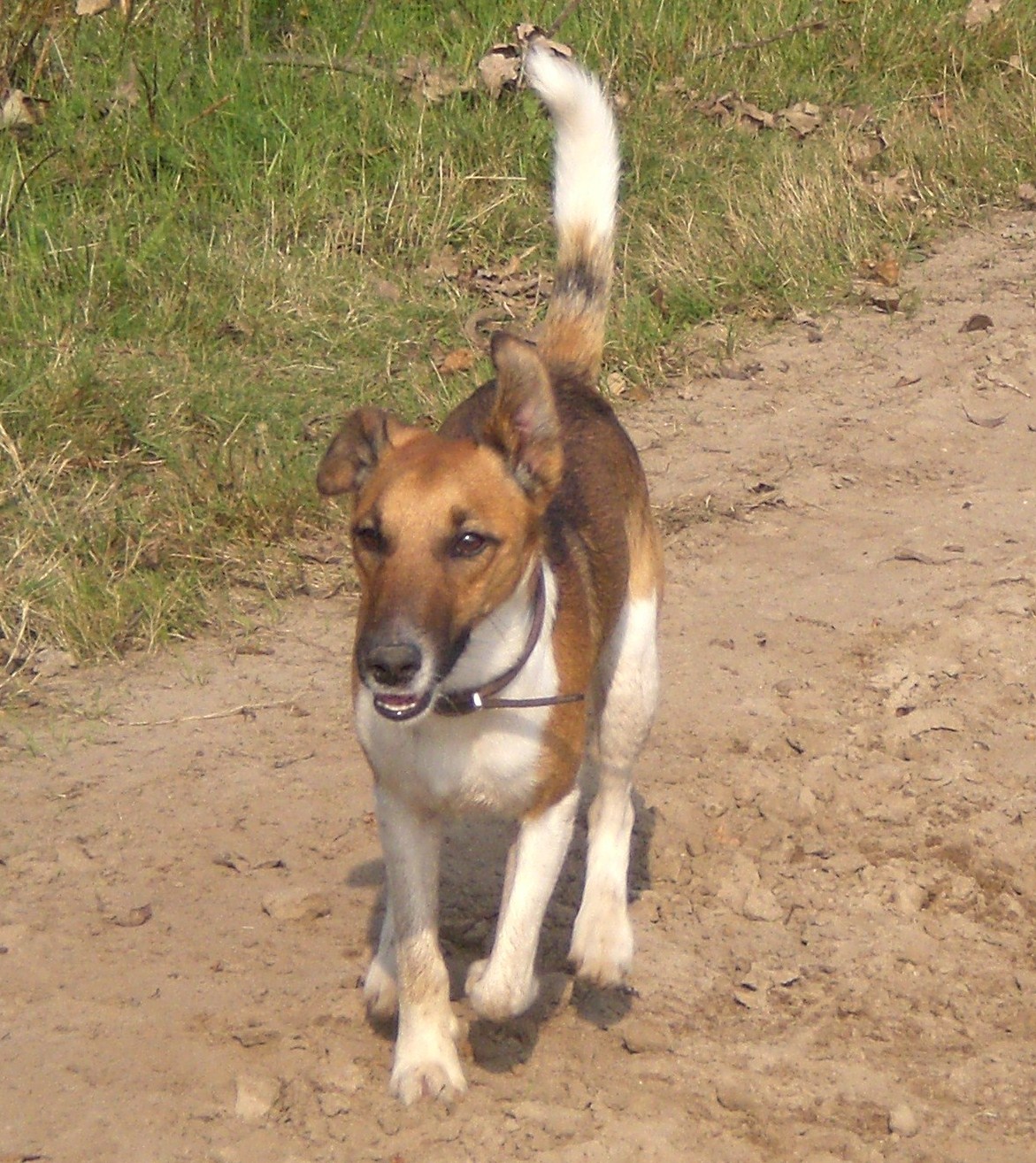 Foxterrier Glatthaar – Fox terrier smooth in action