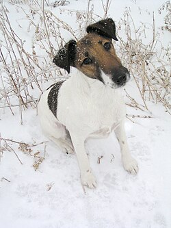 Foxterrier Glatthaar – Fox terrier smooth