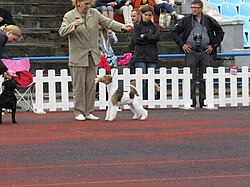 Foxterrier Glatthaar – Fox Terrier wire in Tallinn (full)