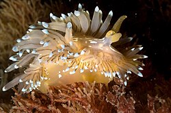 Français Blanc et Orange – Antiopelle (Antiopella cristata) (Ifremer 00576 68854)