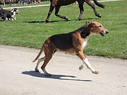 Français Tricolore – Chien2