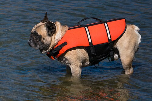French Bulldog – French bulldog in life jacket