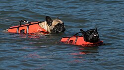 French Bulldog – Two French bulldogs swimming in life jackets