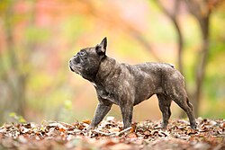 French Bulldog – French bulldog Sou Kinoshita 001