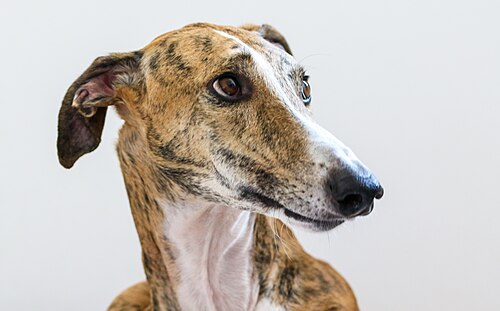 Galgo Español – Galgo Español, Spanish galgo, Spanish Greyhound, Greyhound (49769642537)
