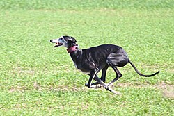 Galgo Español – Galgo español running