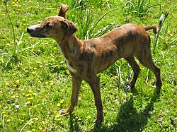Galgo Español – Galgo español cachorro