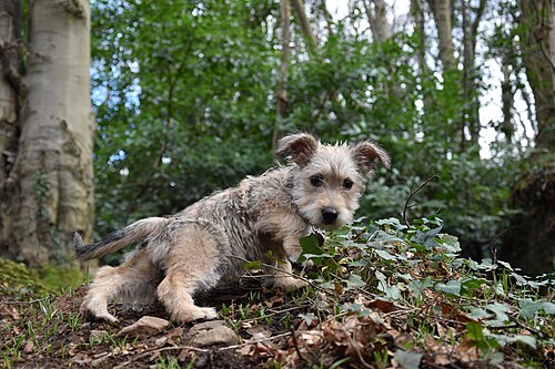 Glen of Imaal Terrier – 12 Week old female Wheaten Glen of Imaal Terrier