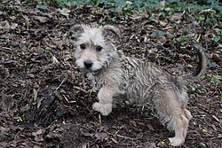 Glen of Imaal Terrier – 12 Week old female Wheaten Glen of Imaal Terrier puppy
