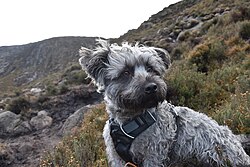 Glen of Imaal Terrier – Blue Brindle Adult Male Glen of Imaal Terrier