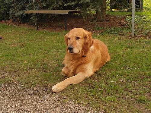 Golden Retriever – A Golden Retriever 9 (Barras)