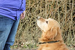 Golden Retriever – Golden Retriever sitting in front of a man (Barras)