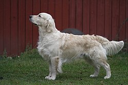 Golden Retriever – Golden Retriever Hund2
