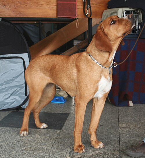 Chien courant polonais (Gończy) – Gończy polski rudy 2009 pl