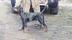 Chien courant polonais (Gończy) – Gonczy Polski bredsida