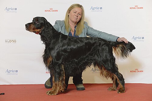 Setter Gordon – BIR Grupp 7 GORDONSETTER, Sansetters Roover (24234227995)