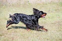 Setter Gordon – Gordon Setter