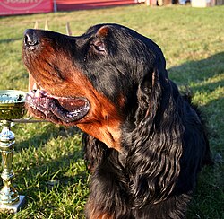 Setter Gordon – Gordon Setter 16.10.2011 3pl
