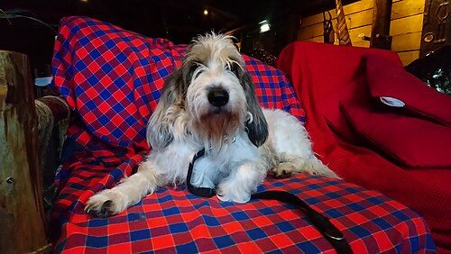 Grand basset griffon vendéen – GrandBassettGriffonVendéen