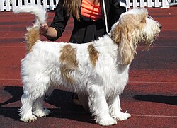 Grand basset griffon vendéen – Grand Basset Griffon Vendéen in Tallinn 6