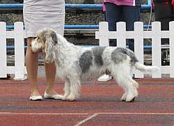 Grand basset griffon vendéen – Grand Basset Griffon Vendéen in Tallinn