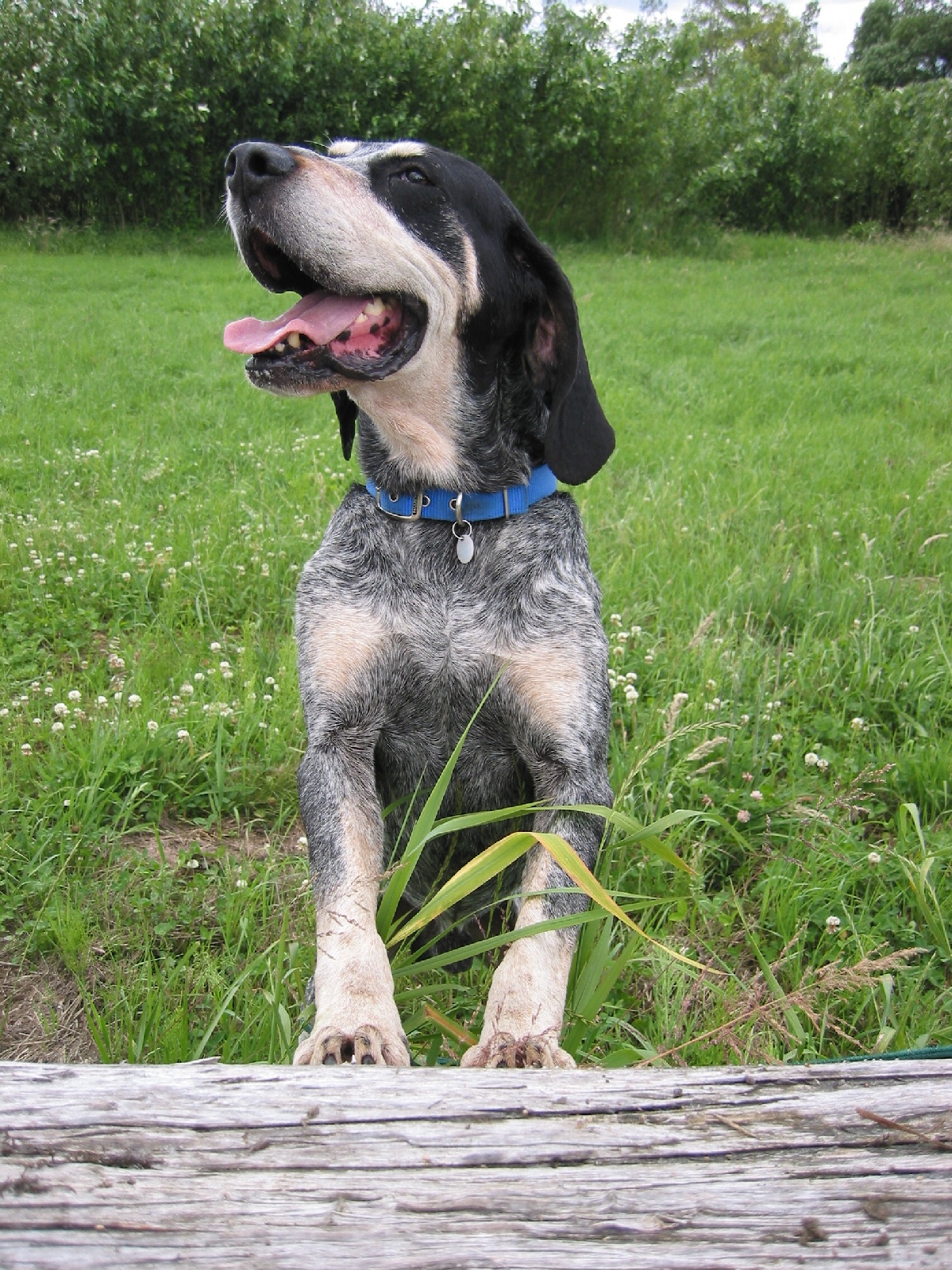 Grand Bleu de Gascogne – Grand Bleu de Gascogne in a blue dogcollar