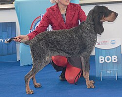 Grand Bleu de Gascogne – Isogascognenak