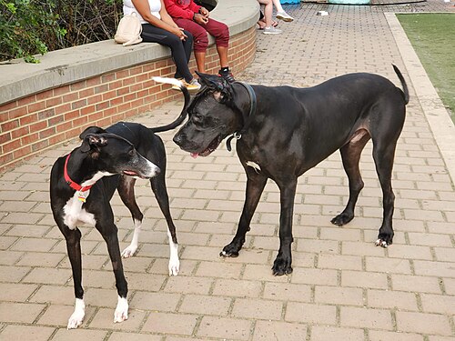Greyhound – A greyhound and cane corso examining each other