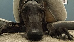 Greyhound – Greyhound Waits to Attack